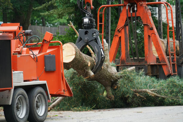 The Steps Involved in Our Tree Care Process in Pinewood, FL